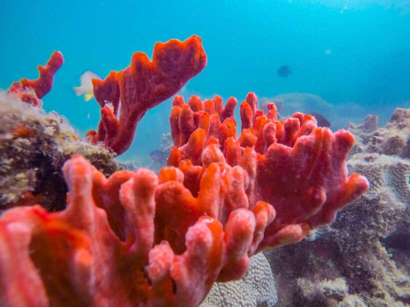 Puerto Princesa: Private Honda Bay Island Hopping Tour - Key points to know before booking