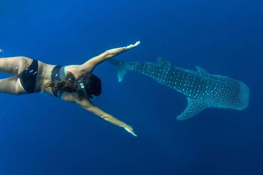 Puerto Princesa: Swim with Whale Sharks Boat Cruise - Key points at a glance