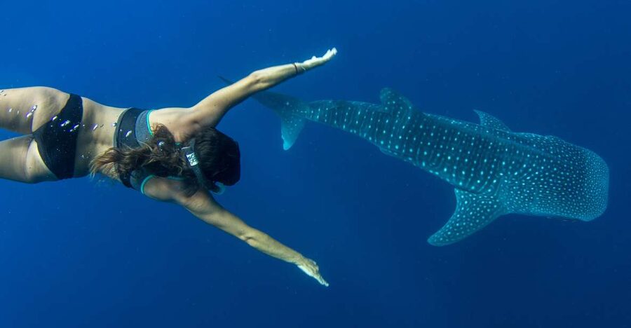 Puerto Princesa: Swim with Whale Sharks Boat Cruise - Why this Puerto Princesa whale shark trip is different