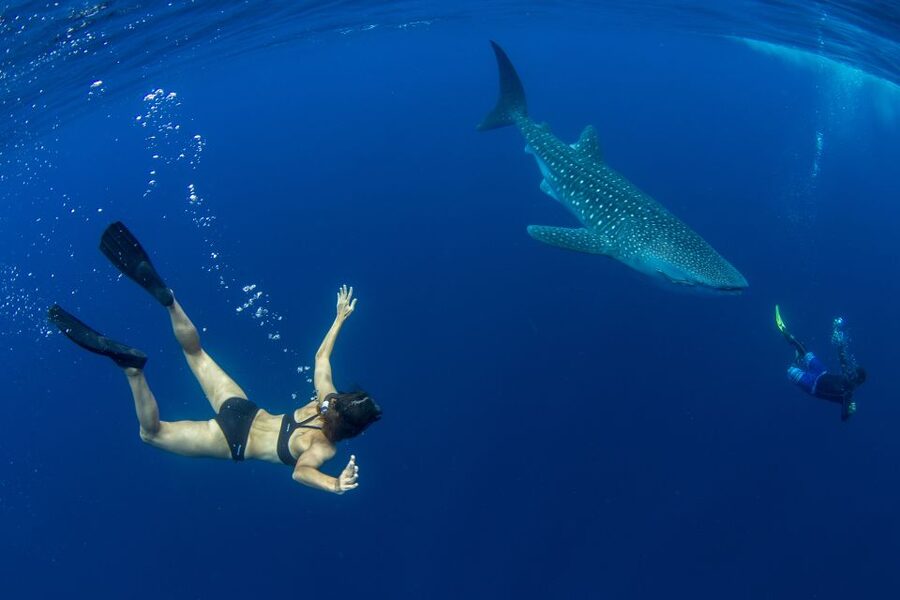 Puerto Princesa: Swim with Whale Sharks Boat Cruise - The boat ride and the search for whale sharks