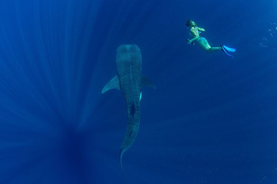 Puerto Princesa: Swim with Whale Sharks Boat Cruise - An ethical encounter with animals on their own terms