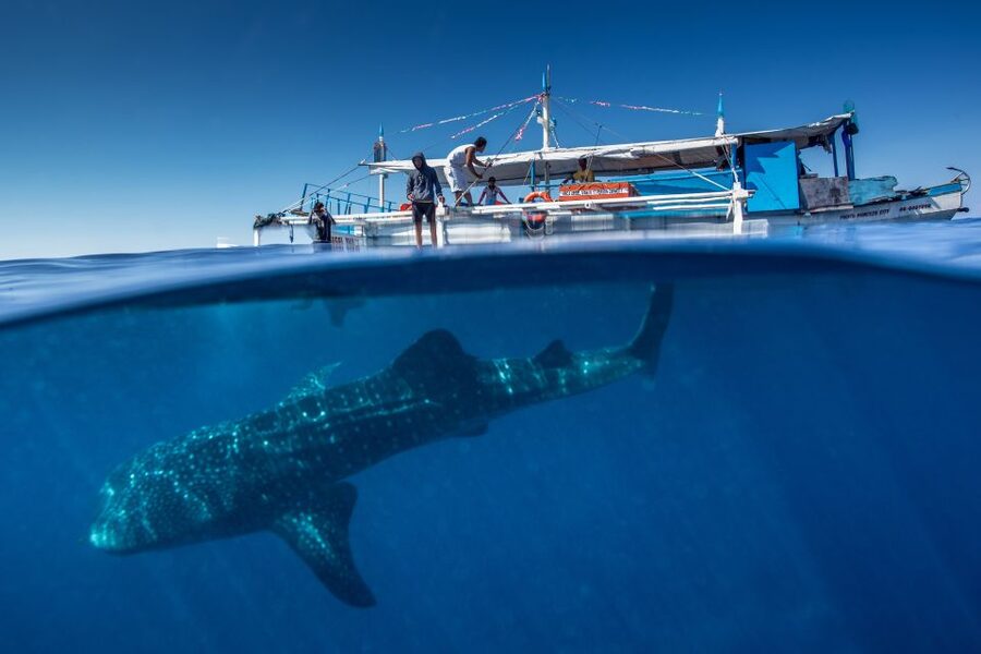 Puerto Princesa: Swim with Whale Sharks Boat Cruise - From your Puerto Princesa hotel to Baywalk