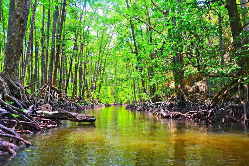 Puerto Princesa: Underground River, Zipline, Paddleboat Tour - What the $77 Price Really Covers
