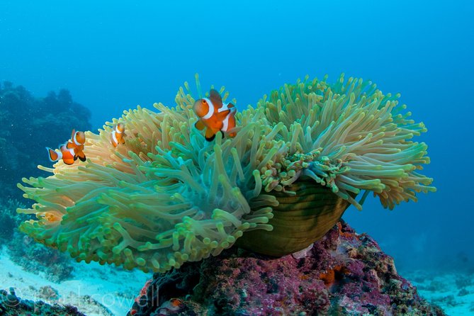 Scuba Diver Course (PADI) - What the two-day course actually gives you