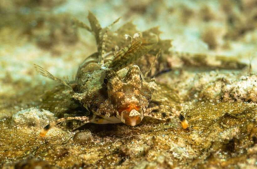 Scuba Diving in Boracay: SSI Basic Diver for Beginners - The Value of $63 Per Person
