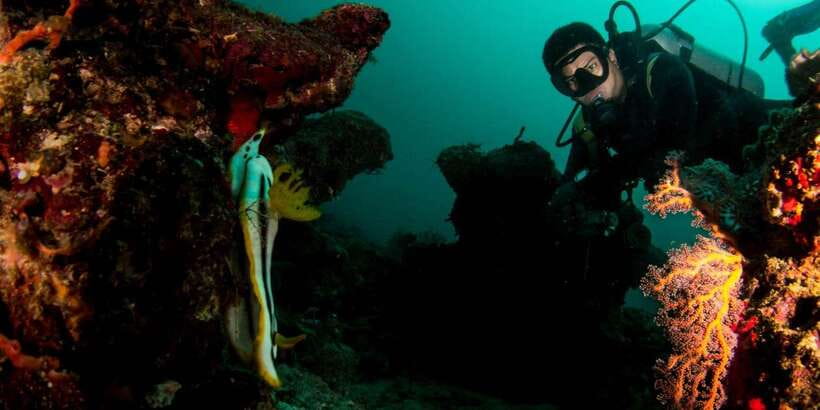 Scuba Diving in Boracay: SSI Basic Diver for Beginners - Who Should Choose This Experience?