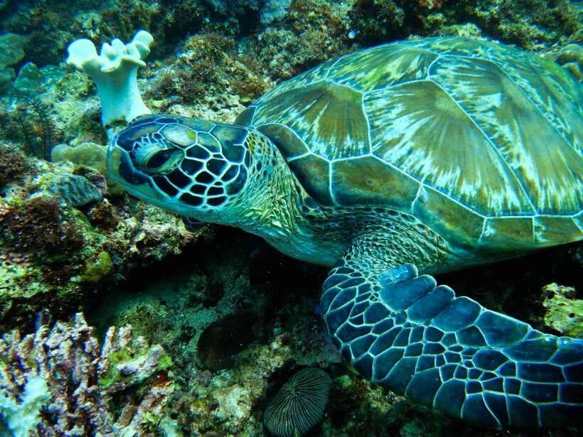 Scuba Diving in Boracay: SSI Open Water Certification - What This SSI Course Is Really Teaching You