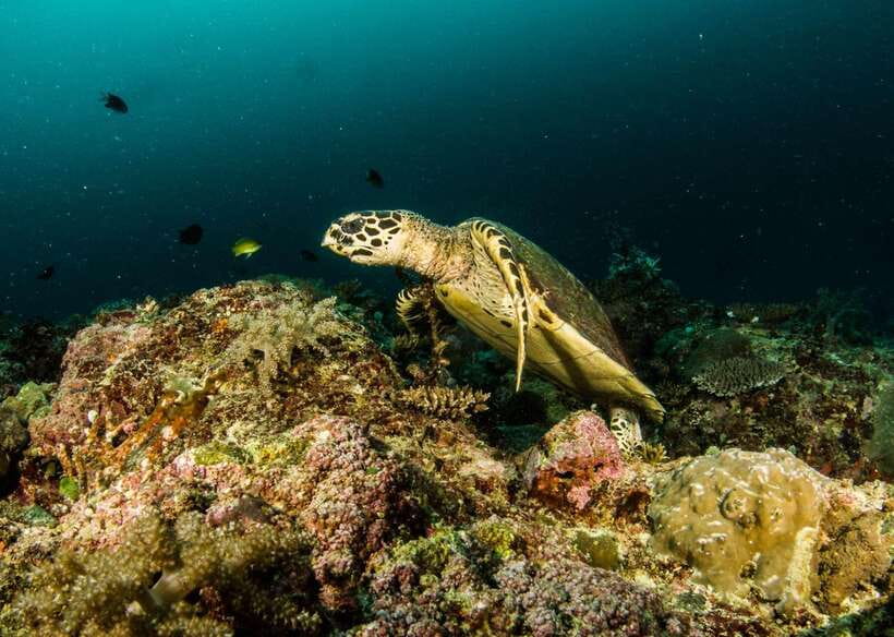 Scuba Diving in Boracay: SSI Open Water Certification - Who Will Get the Most From This Course?