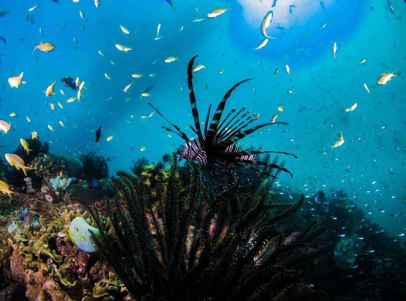 Scuba Diving in Boracay: SSI Open Water Certification - Is $487 a Fair Price?