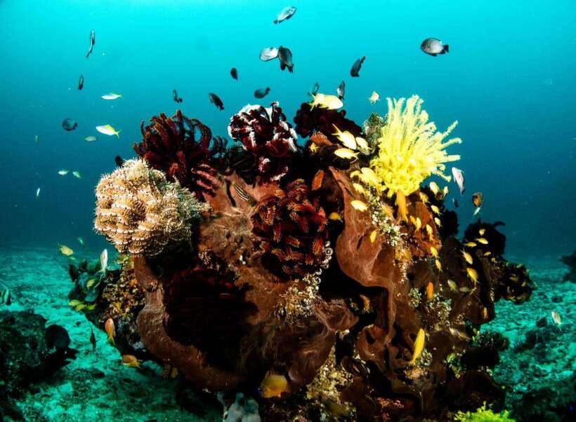 Scuba Diving in Boracay: SSI Open Water Certification - Before the Water Work, Complete the SSI Lessons