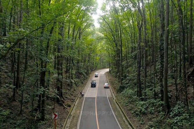 Shared Bohol Countryside Highlights Tour - The Bilar Man-Made Mahogany Forest