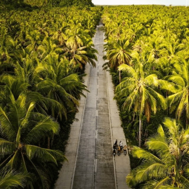 SIARGAO: Land Tour with Maasin River - The coconut plantation adds local context