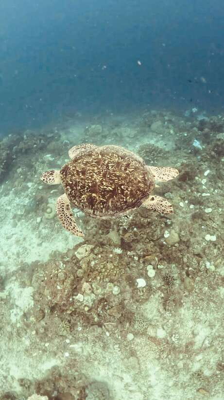 Siquijor: Freediving Adventure with Lunch and Beach Time - Key points at a glance