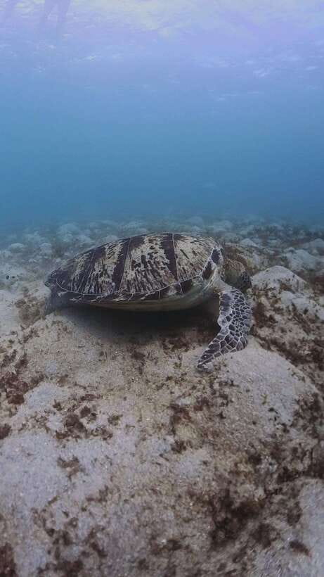 Siquijor: Freediving Adventure with Lunch and Beach Time - Tulapos Marine Sanctuary and the first coral session