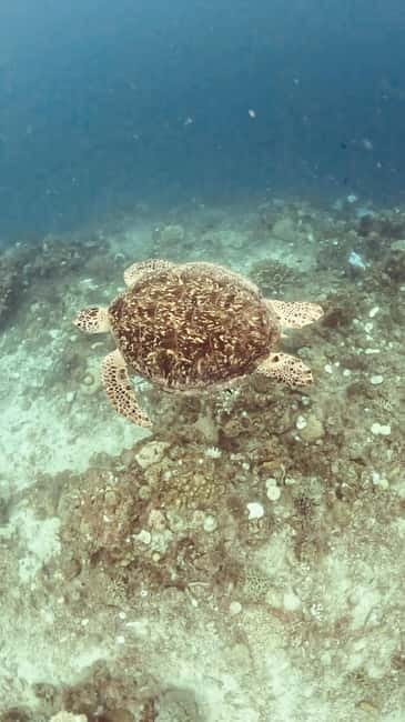 Siquijor: Jeepney Island Tour with Snorkeling - Pitogo Cliff and Sambulawan Underground River