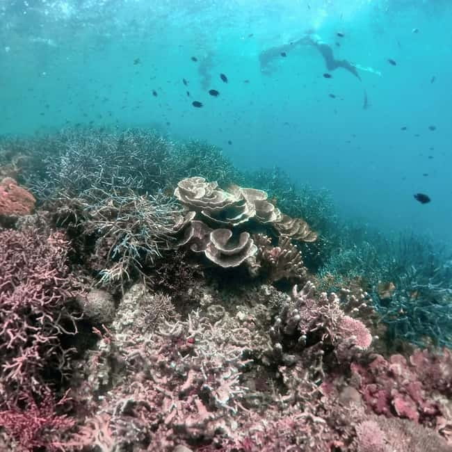 Siquijor: Jeepney Island Tour with Snorkeling - Who will enjoy this day most