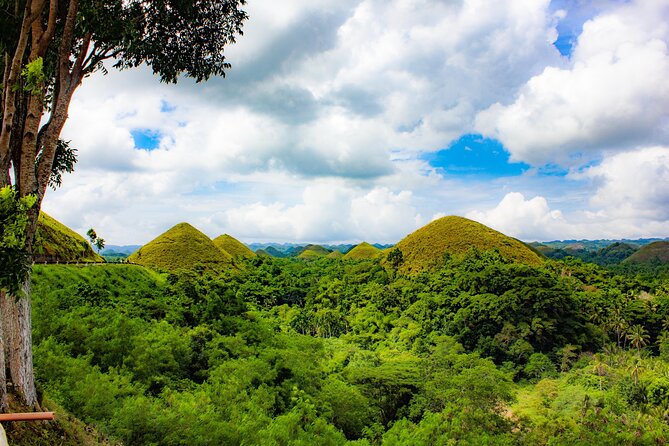 The tour of the must-see sites of Bohol - Meeting Bohol’s small-eyed tarsiers