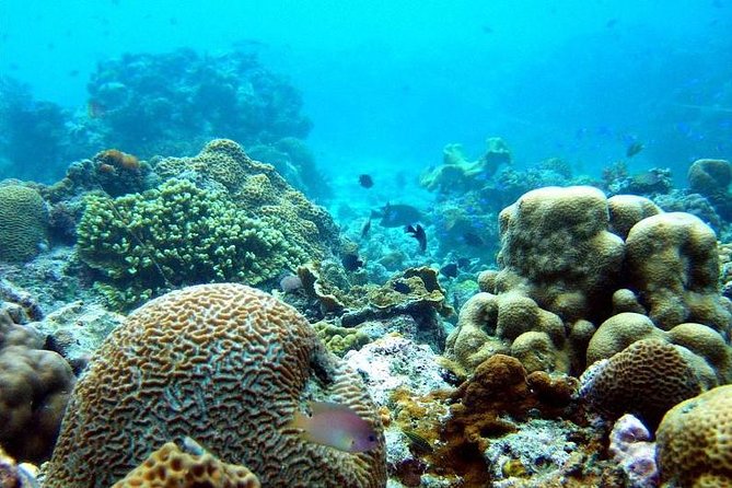 The Ultimate Rush: Moalboal Sardine Run and Kawasan Canyoneering - Why this Cebu combination works so well