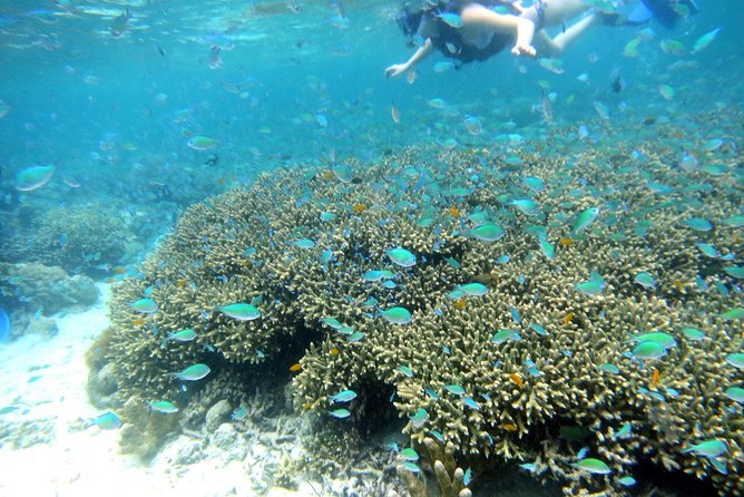 Twin Island Snorkeling Adventure at Hiltungan and Nalsuan - Key points to know before you book