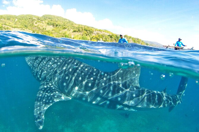 Whale Shark, Canyoneering, Sardines Run and Turtles with Transpo - Key points to know before booking