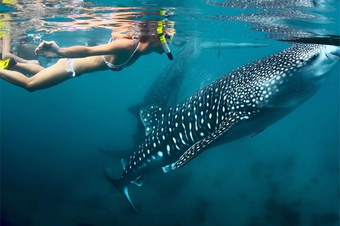 Whale Shark Encounter and Sumilon Sandbar with Kawasan Falls - Kawasan Falls brings the biggest scenery at the end