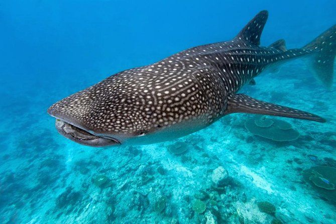Whale Shark Encounter and Sumilon Sandbar with Kawasan Falls - Who should book this Cebu day trip?