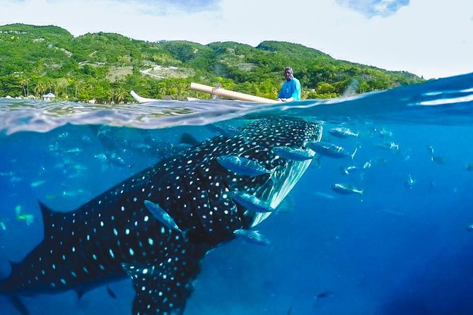 Whale Shark Encounter and Tumalog Waterfalls Tour - The whale shark briefing at 7:00 am