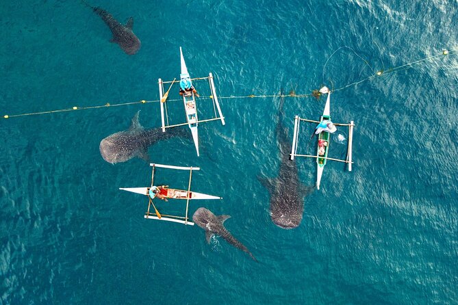 Whale Shark Encounter and Tumalog Waterfalls Tour - What the whale shark encounter is worth to you