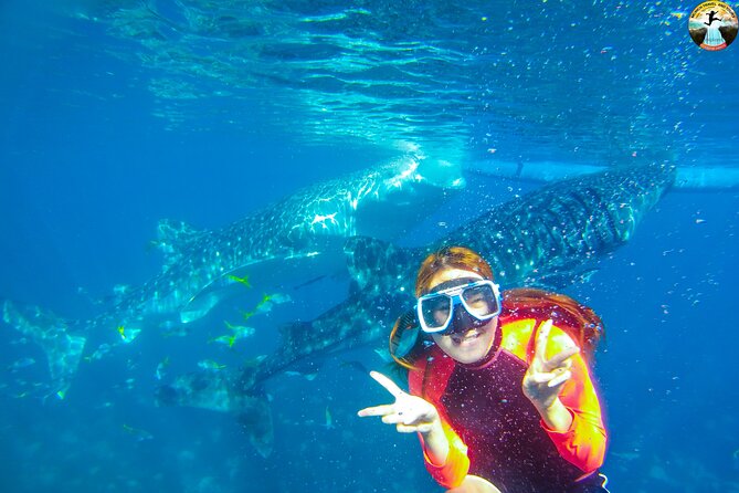 Whale Shark Swimming, Tumalog Falls and Kawasan Canyoneering - Key points to know before booking