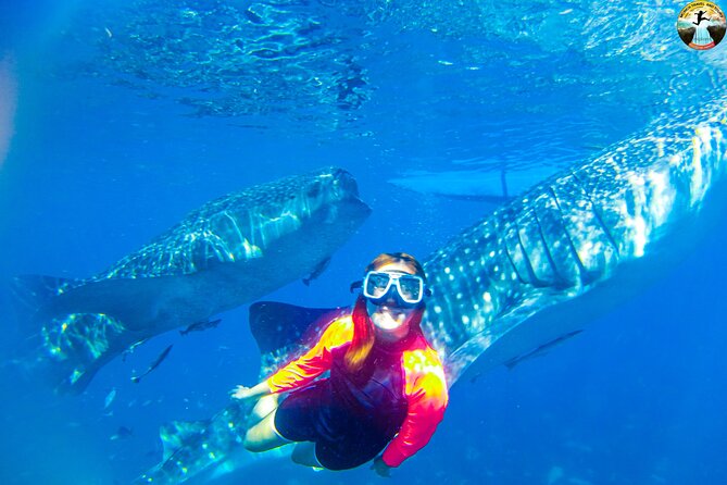 Whale Shark Swimming, Tumalog Falls and Kawasan Canyoneering - A 3:00 am start for Cebu’s whale sharks