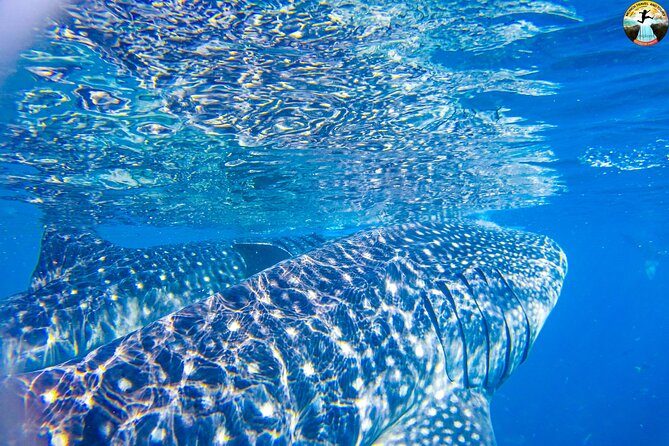 Whale Shark Swimming, Tumalog Falls and Kawasan Canyoneering - Weather, cancellation, and practical planning