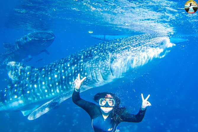 Whale Shark Swimming, Tumalog Falls and Kawasan Canyoneering - What the Oslob stop means for your morning