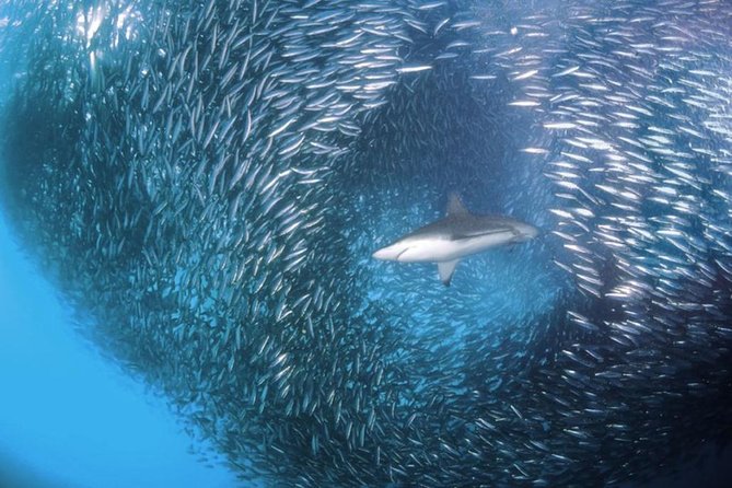 Whale Shark & Tumalog Falls & Sumilon Sandbar & Pescador Island with Sardines - Pescador Island and the long move to Moalboal