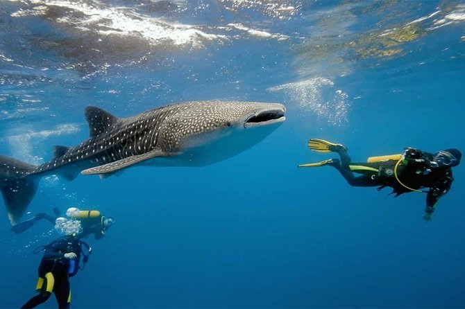 Whale Shark Watching and Sumilon Sandbar Private Tour Package - Oslob at first light, the main whale shark encounter