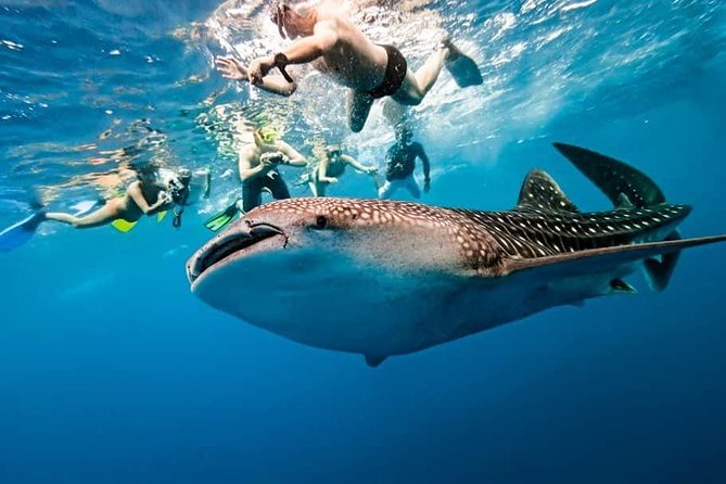 Whale Shark Watching + Simala Church Day Tour - Two hours with Oslob’s whale sharks