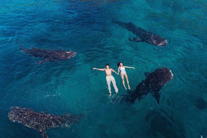 Whale Shark Watching & Tumalog Falls & Kawasan Falls - Key points to know before booking