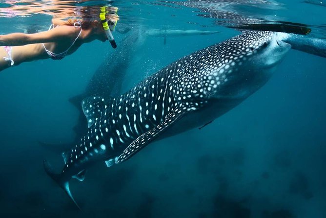 Whale Shark Watching & Tumalog Falls & Kawasan Falls - Why this Cebu day trip works