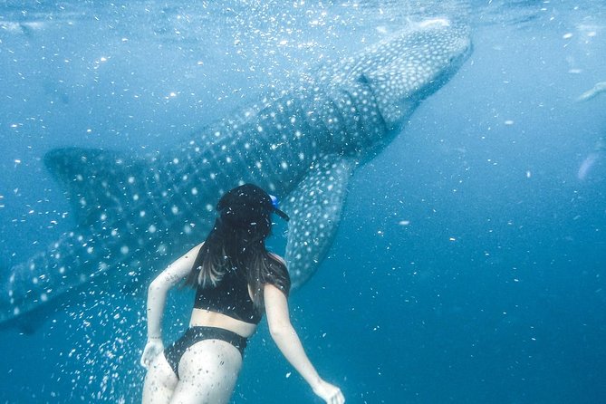 Whale Shark Watching & Tumalog Falls & Kawasan Falls - Two hours at Kawasan Falls