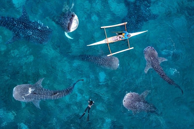 Whale Shark Watching & Tumalog Falls & Kawasan Falls - Oslob whale shark watching