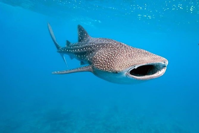 Whale Shark Watching with Sumilon Sandbar and Kawasan Falls Tour - Oslob whale shark watching for 30 minutes