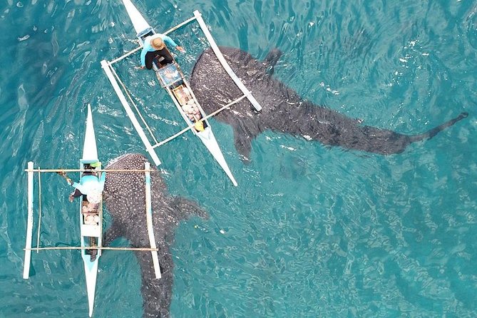 Whale Shark with Tumalog Falls & Sumilon Sandbar - Why this Cebu day trip takes nearly 12 hours