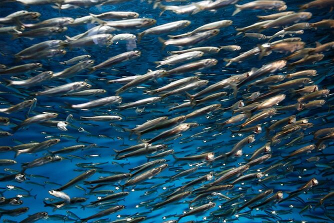 Whaleshark & Sumilon Is and Moalboal Sardines & Turtle Tour - 3:00 am pickup and the value of an organized start
