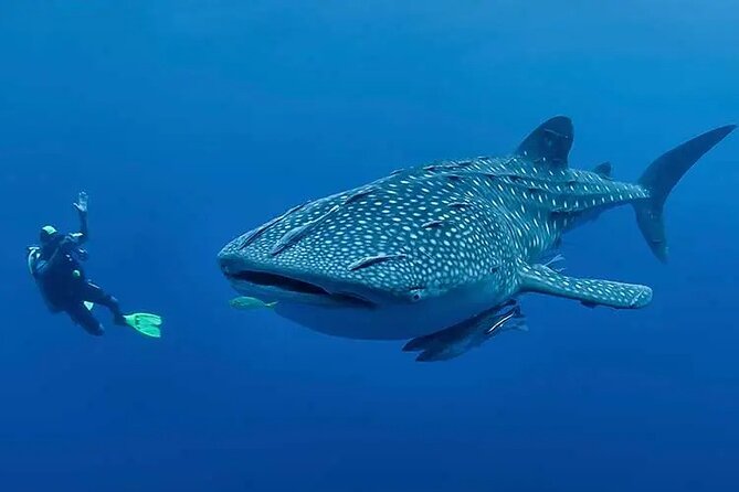 Whaleshark & Sumilon Is and Moalboal Sardines & Turtle Tour - Moalboal’s sardine run and sea turtles