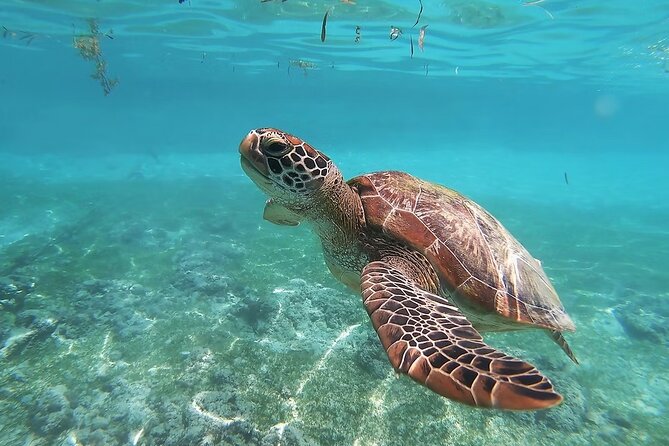 Whaleshark & Sumilon Is and Moalboal Sardines & Turtle Tour - What the $149 price really covers