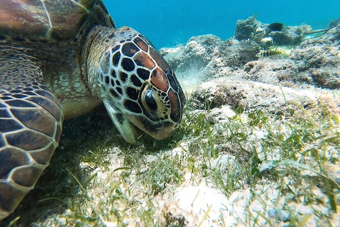 Whaleshark & Sumilon Is and Moalboal Sardines & Turtle Tour - Sumilon Island brings a change of pace