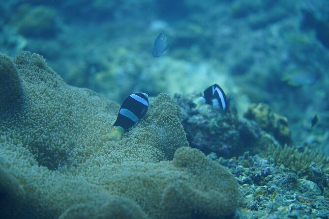 Wonderful Snorkeling Trip from Manila! updated 2023*** - From Manila to Batangas, expect a long but useful morning