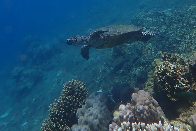 Wonderful Snorkeling Trip from Manila! updated 2023*** - Four to five hours around Anilao’s coral
