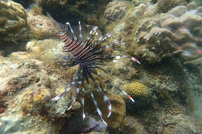 Wonderful Snorkeling Trip from Manila! updated 2023*** - What the $125 price really covers