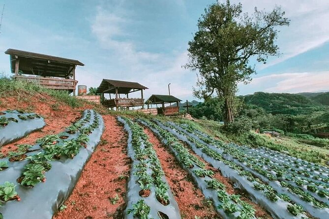 Bohol Strawberry Farm Tour - Tour Location