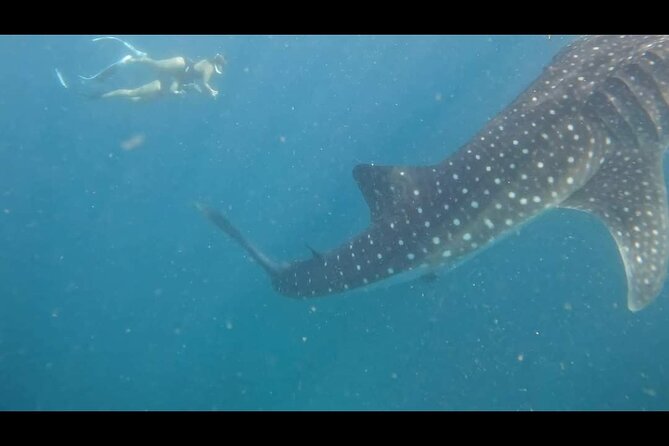 Bohol Whale Shark Encounter - Bohol Whale Shark Encounter Overview